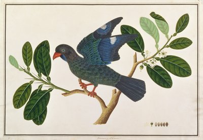 Ave del Dólar, de Dibujos de Aves de Malaca, c.1805-18 de Chinese School